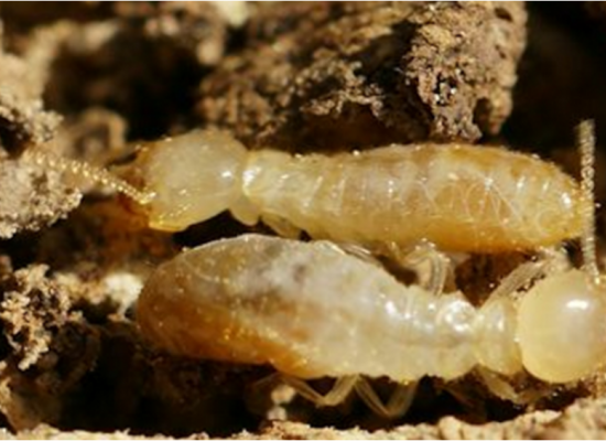 Protección de la madera